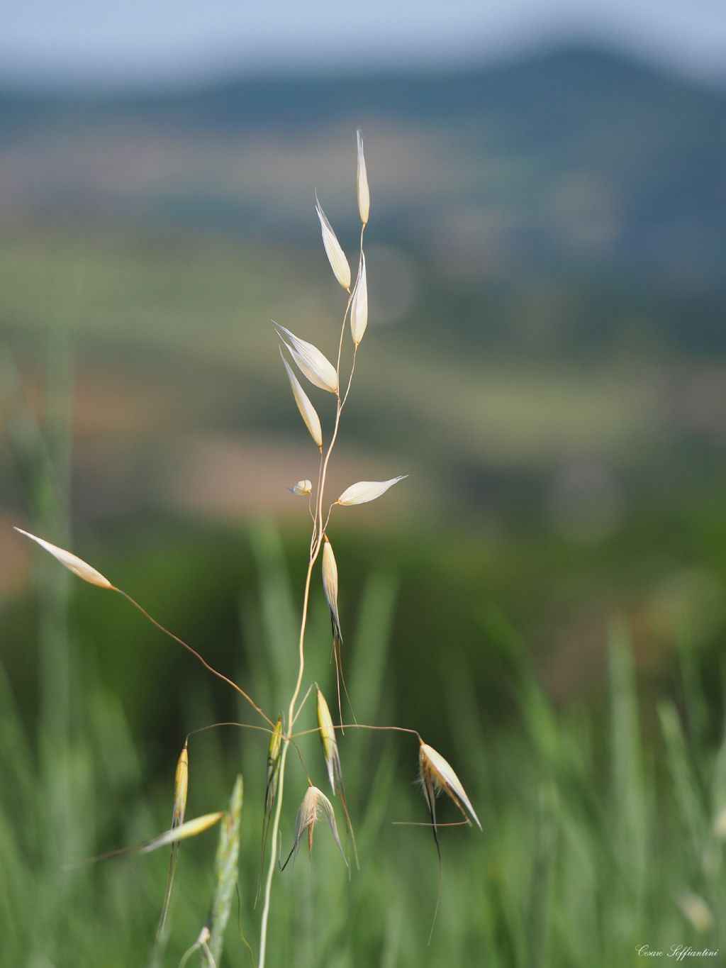 Avena barbata